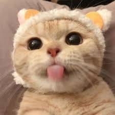مرینا اقبال avatar